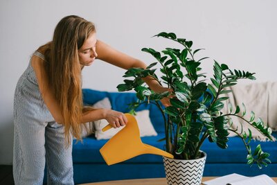 ZZ Plant